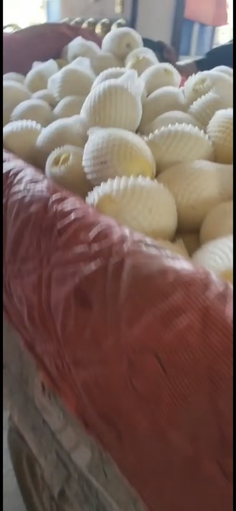 渭南，白薄皮，白兔娃甜瓜欢迎老板前来选购电商