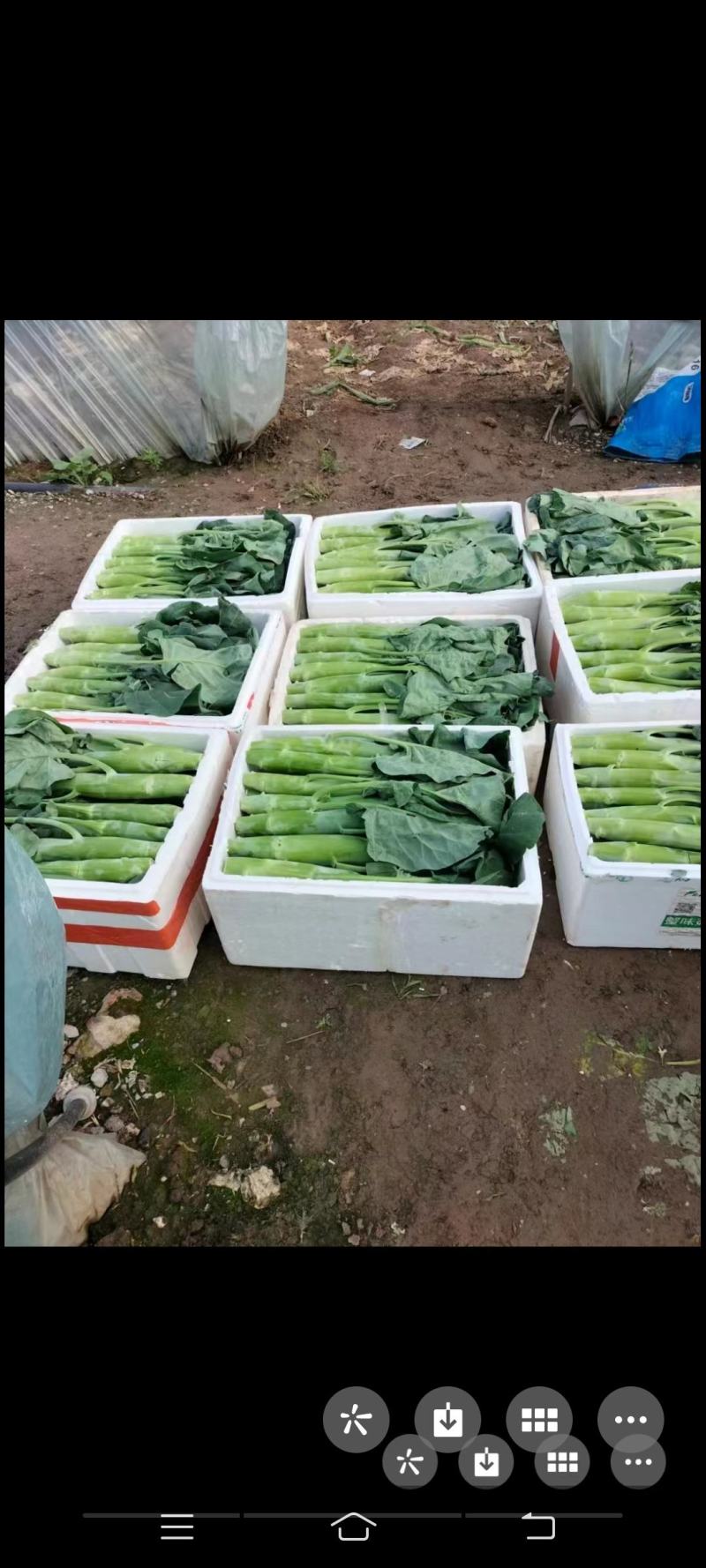 青菜，小白菜，苋菜，生菜，鸡毛菜，芥兰等