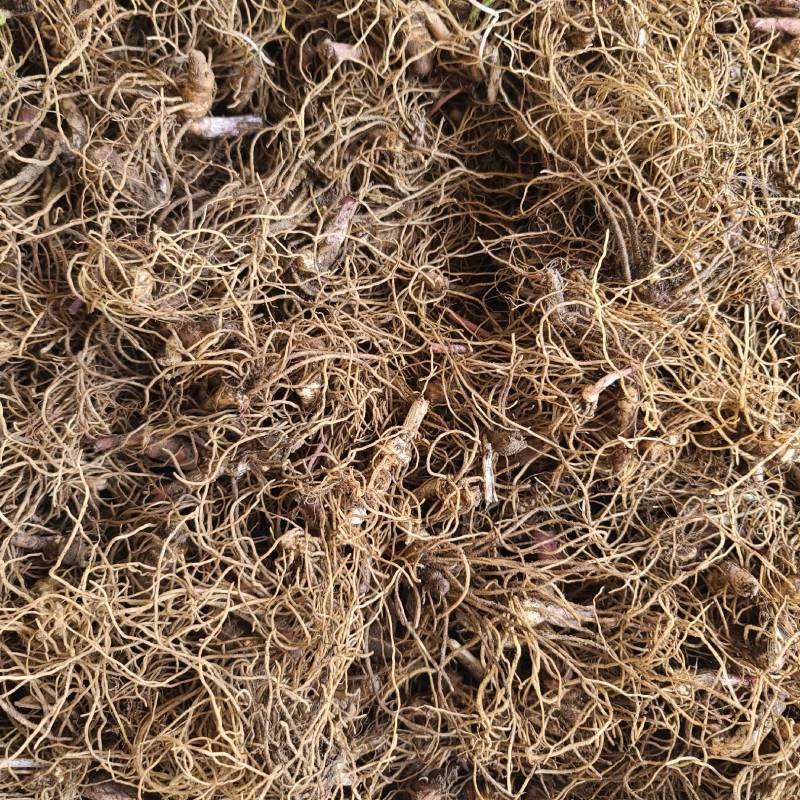 重楼七叶一枝花野生块茎