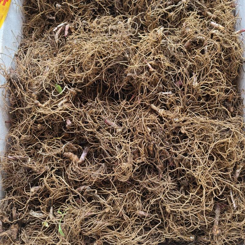 重楼七叶一枝花野生块茎