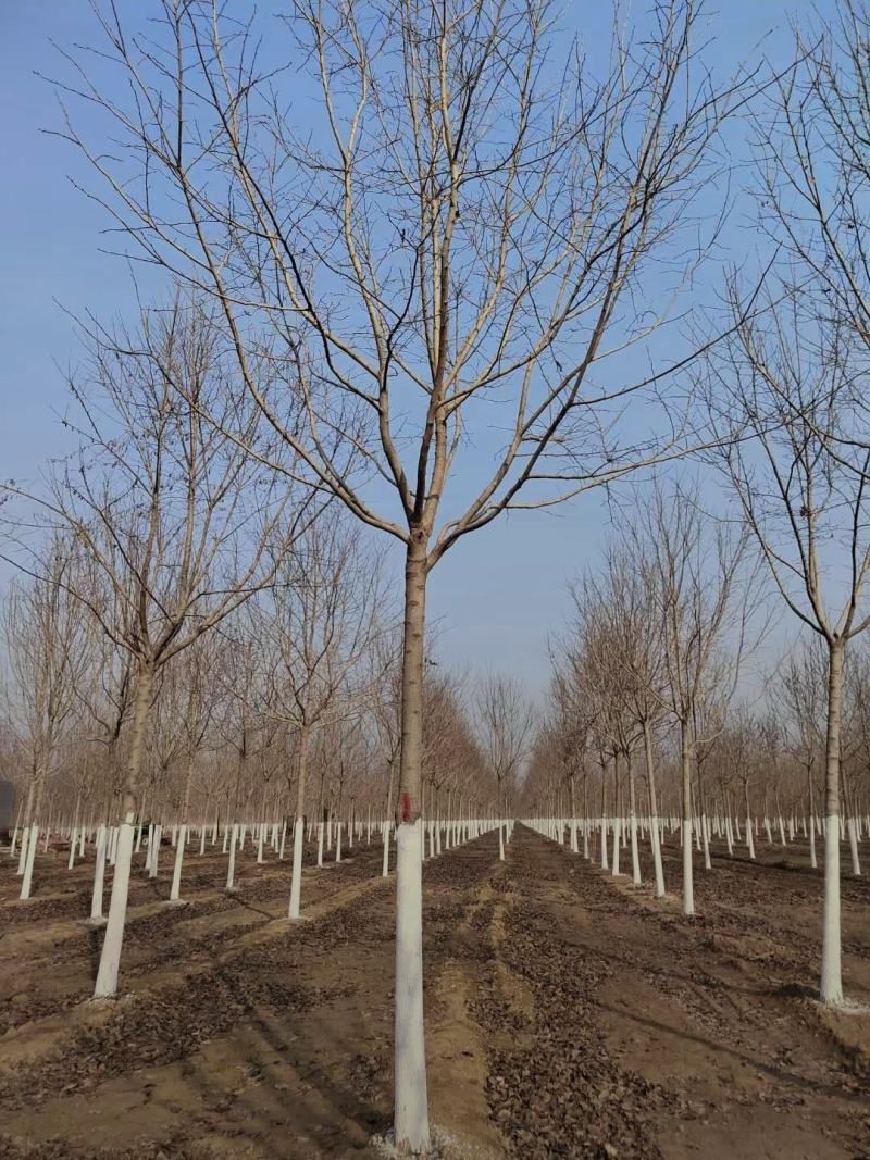 河北保定杜仲2-12公分杜仲树批发基地厂家报价