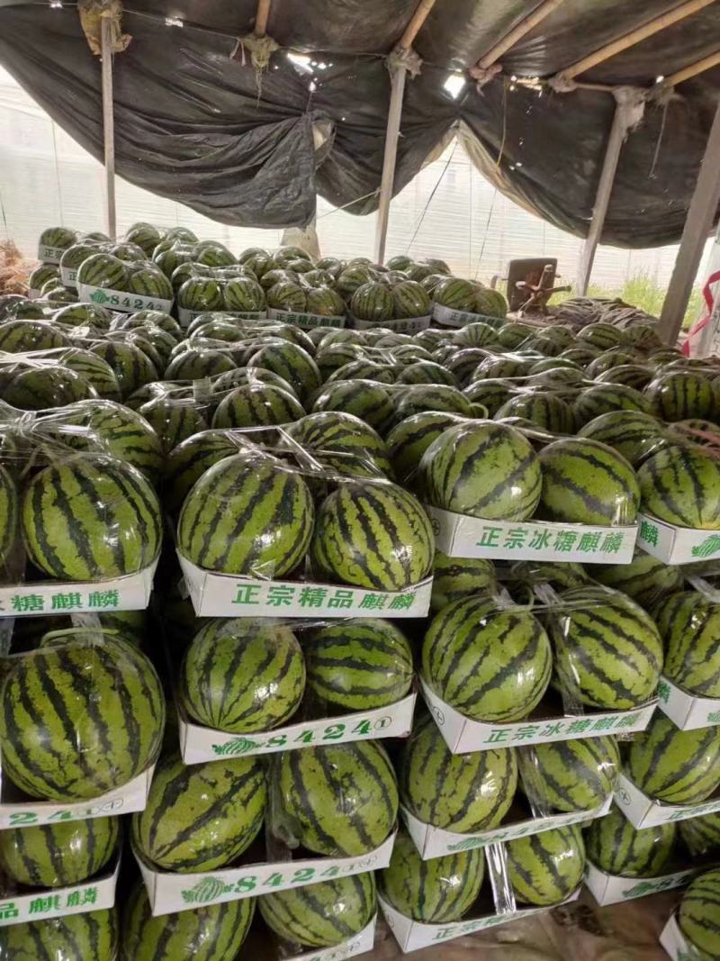 商丘产区西瓜，自生苗麒麟美都，8424，711，大红壤，