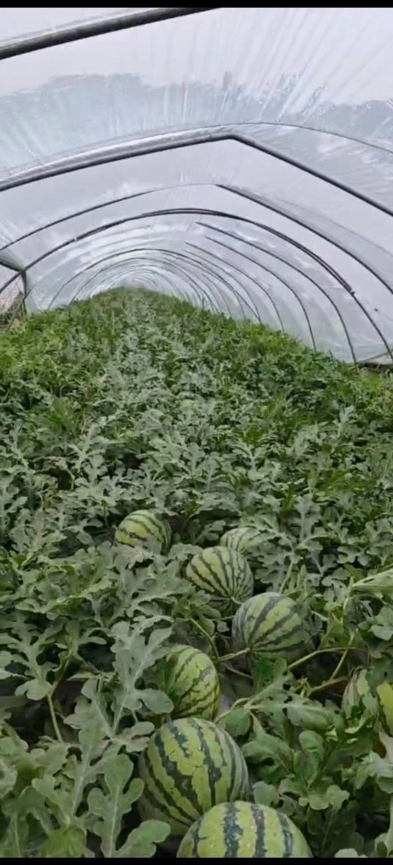 商丘产区西瓜，自生苗麒麟美都，8424，711，大红壤，