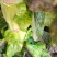 甘肃兰州高原红叶莴苣上市，电商，美团，零单，整车接单