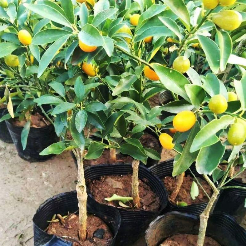 金桔树苗盆栽带果一年四季带果可食用盆栽地栽南方北方种植