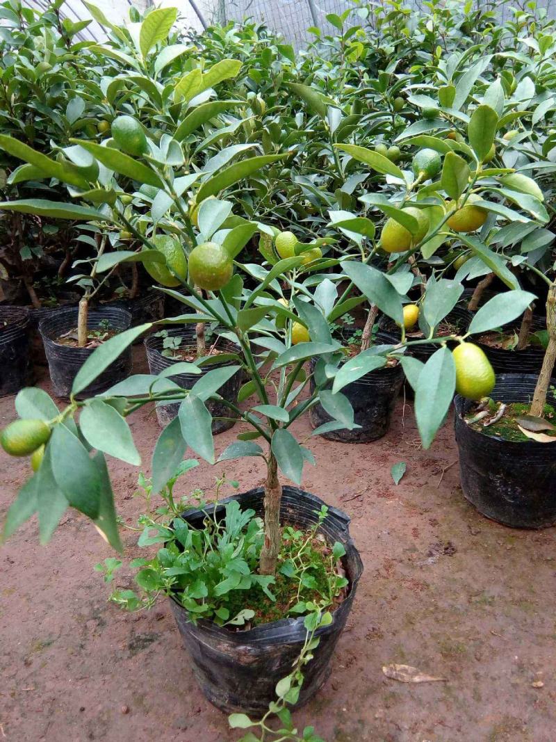 金桔树苗盆栽带果一年四季带果可食用盆栽地栽南方北方种植