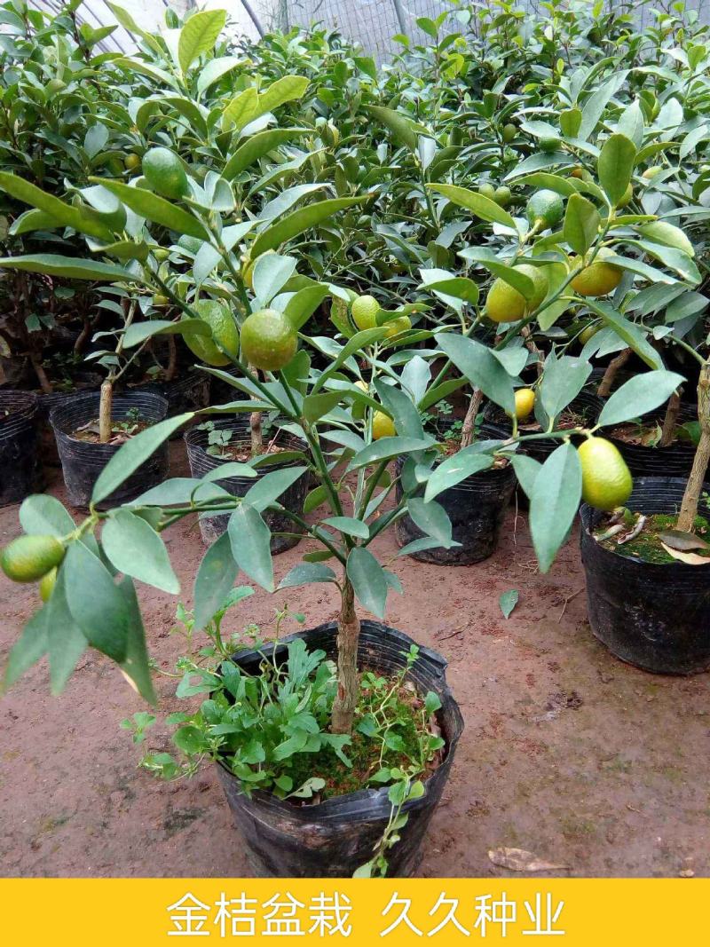 金桔树苗盆栽带果一年四季带果可食用盆栽地栽南方北方种植