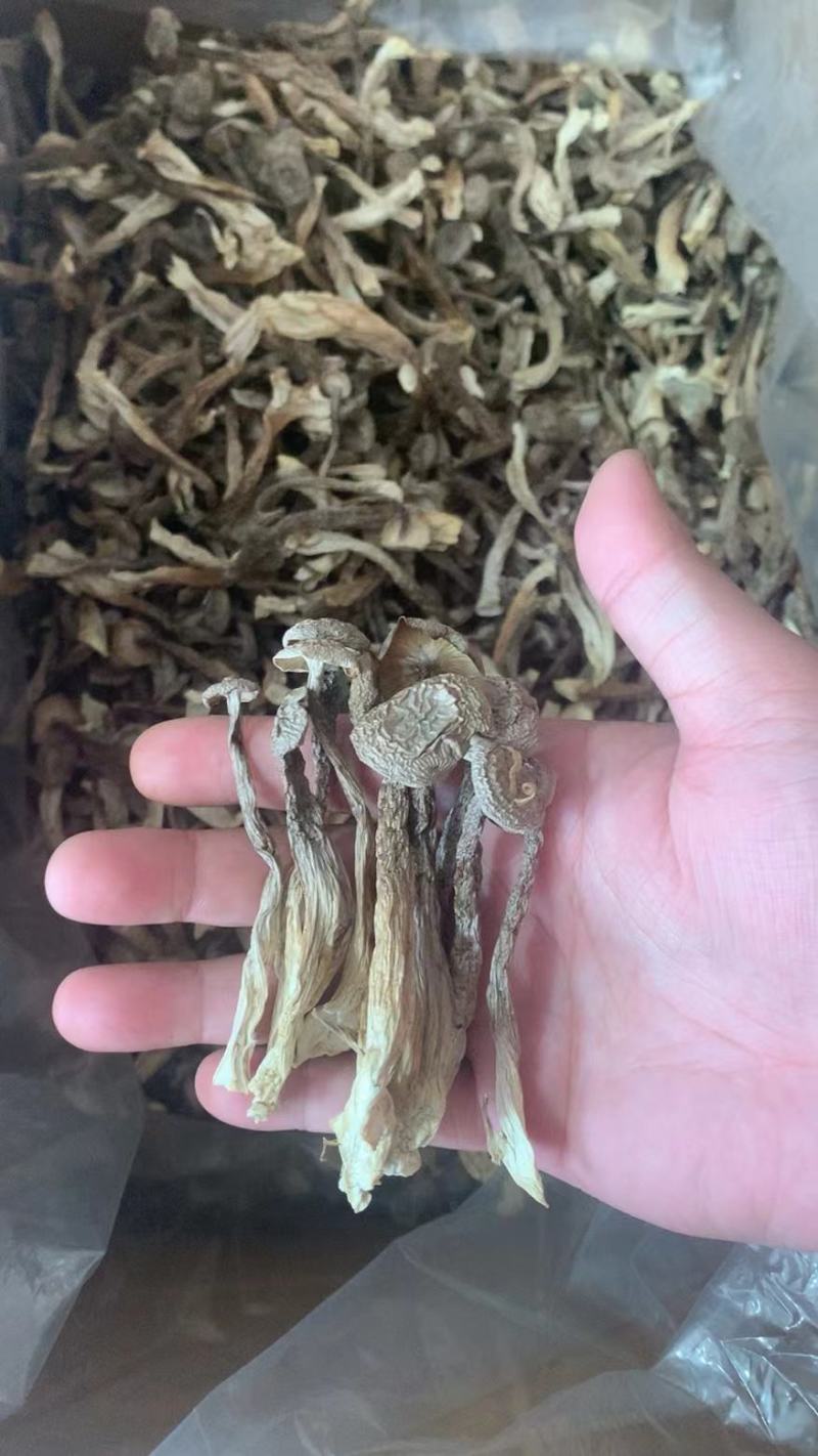 古田精选鹿茸菌量大运费商议请按购买数量拍否则不发货谢谢