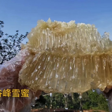 土蜂蜜，野生蜂蜜，深山老林产的雪蜜