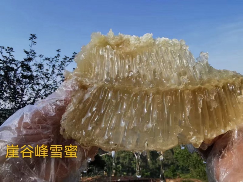 土蜂蜜，野生蜂蜜，深山老林产的雪蜜
