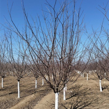 河北保定绚丽海棠6-15公分绚丽海棠批量直供