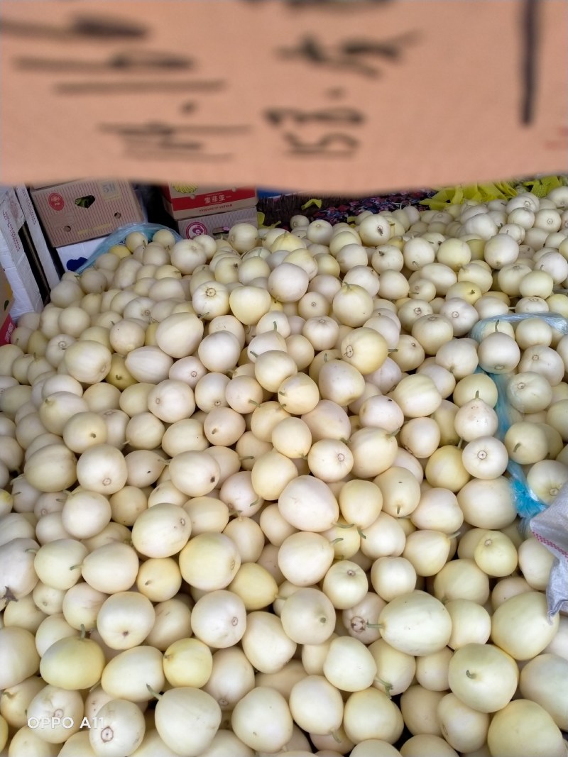乐亭甜瓜大量货源，质量好口感甜，需要的联系我