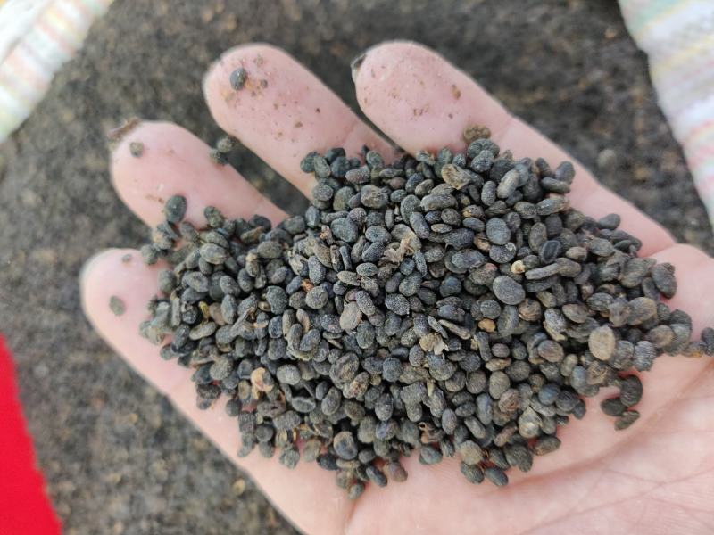 补骨脂破故纸股脂一公斤起批不包邮