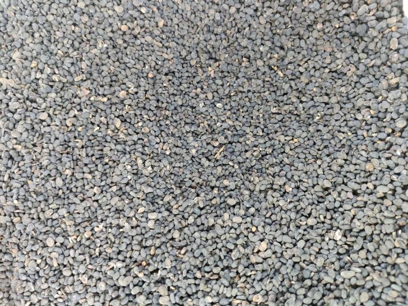 补骨脂破故纸股脂一公斤起批不包邮