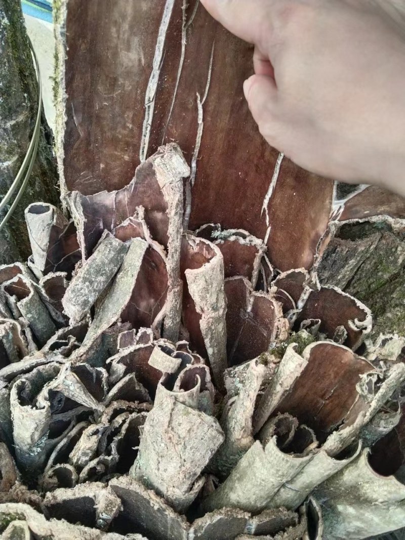 杜仲皮