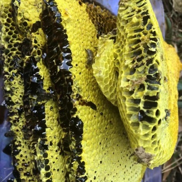 野生蜂蜜，百花蜜，土蜂蜜，米团花高山黑蜂蜜，雪蜜，悬崖蜜