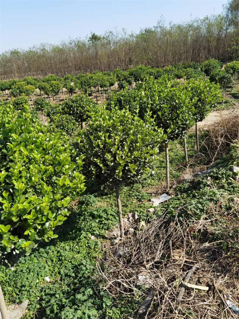 河北卫矛球保定50-150公分卫矛球质量优良