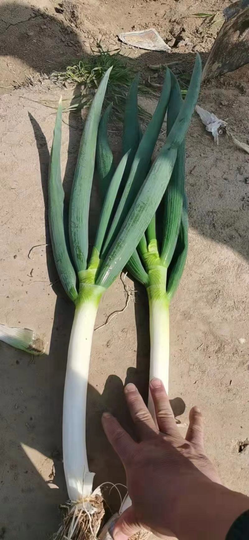 产区沙土地大葱，无烂叶，无土，