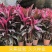 朱蕉红叶植物盆栽富贵竹红铁紫竹庭院绿植可水培吸甲醇
