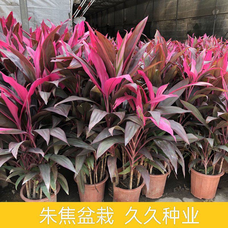 朱蕉红叶植物盆栽富贵竹红铁紫竹庭院绿植可水培吸甲醇
