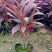 朱蕉红叶植物盆栽富贵竹红铁紫竹庭院绿植可水培吸甲醇