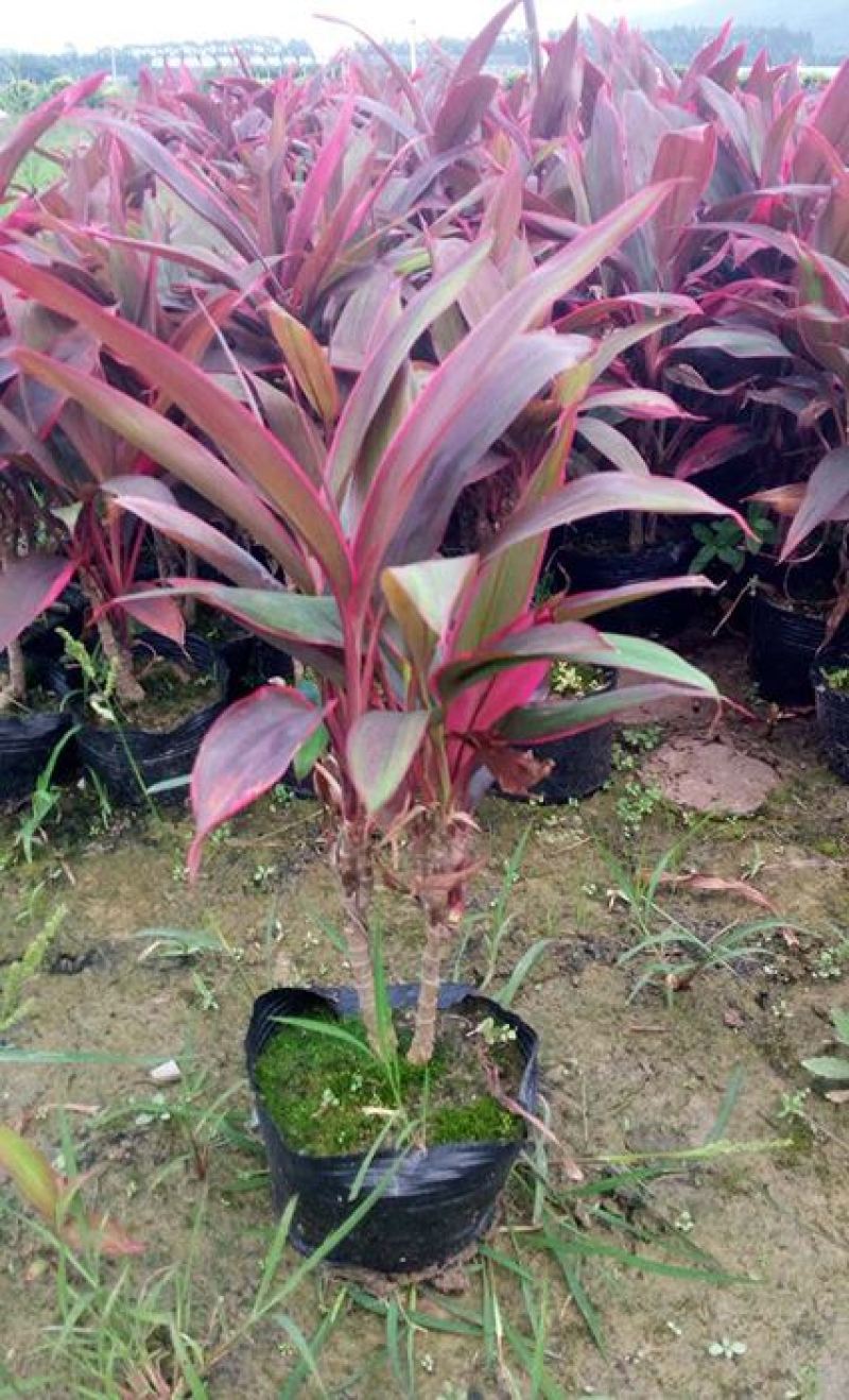 朱蕉红叶植物盆栽富贵竹红铁紫竹庭院绿植可水培吸甲醇