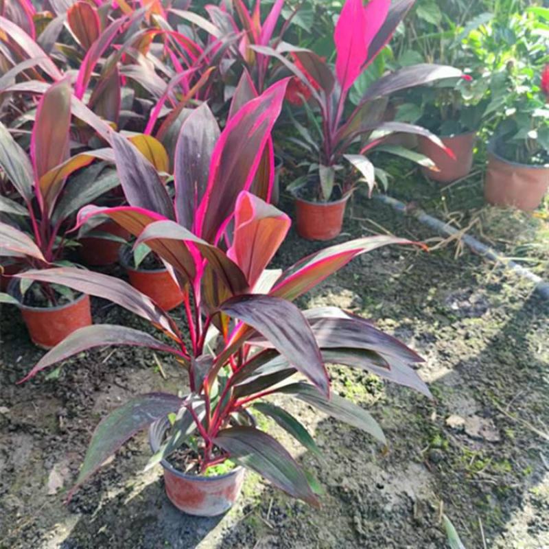 朱蕉红叶植物盆栽富贵竹红铁紫竹庭院绿植可水培吸甲醇