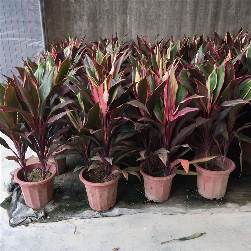 朱蕉红叶植物盆栽富贵竹红铁紫竹庭院绿植可水培吸甲醇