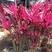 朱蕉红叶植物盆栽富贵竹红铁紫竹庭院绿植可水培吸甲醇