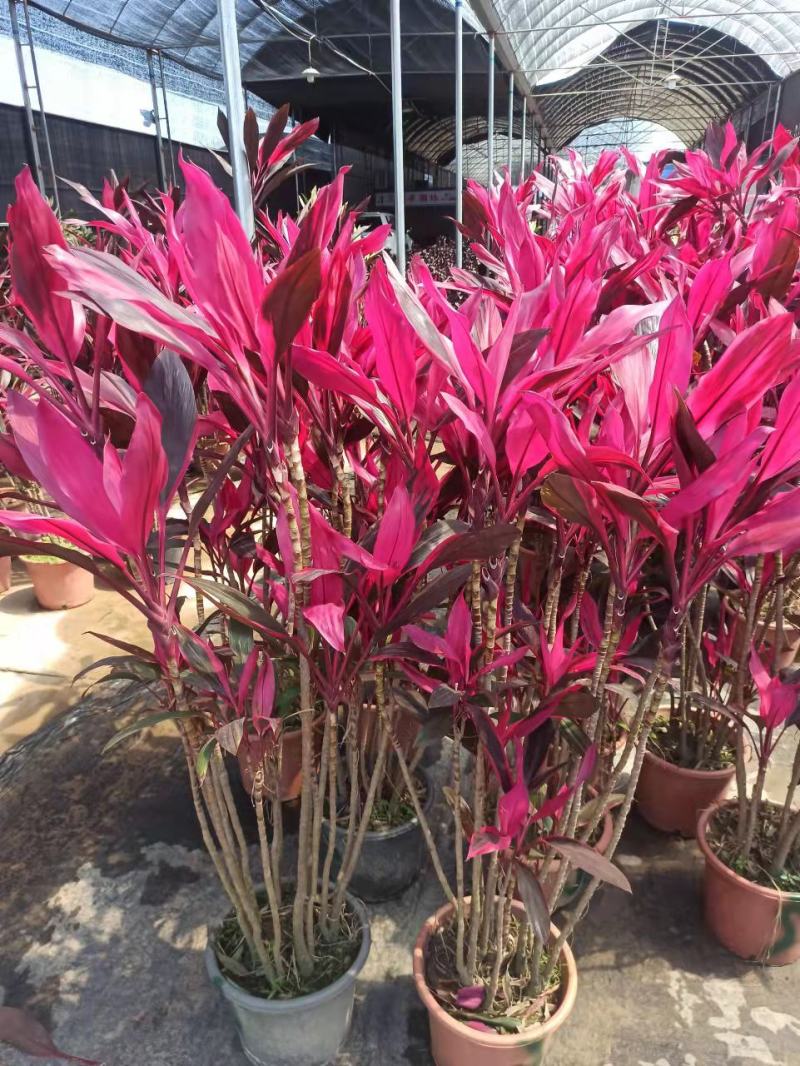朱蕉红叶植物盆栽富贵竹红铁紫竹庭院绿植可水培吸甲醇