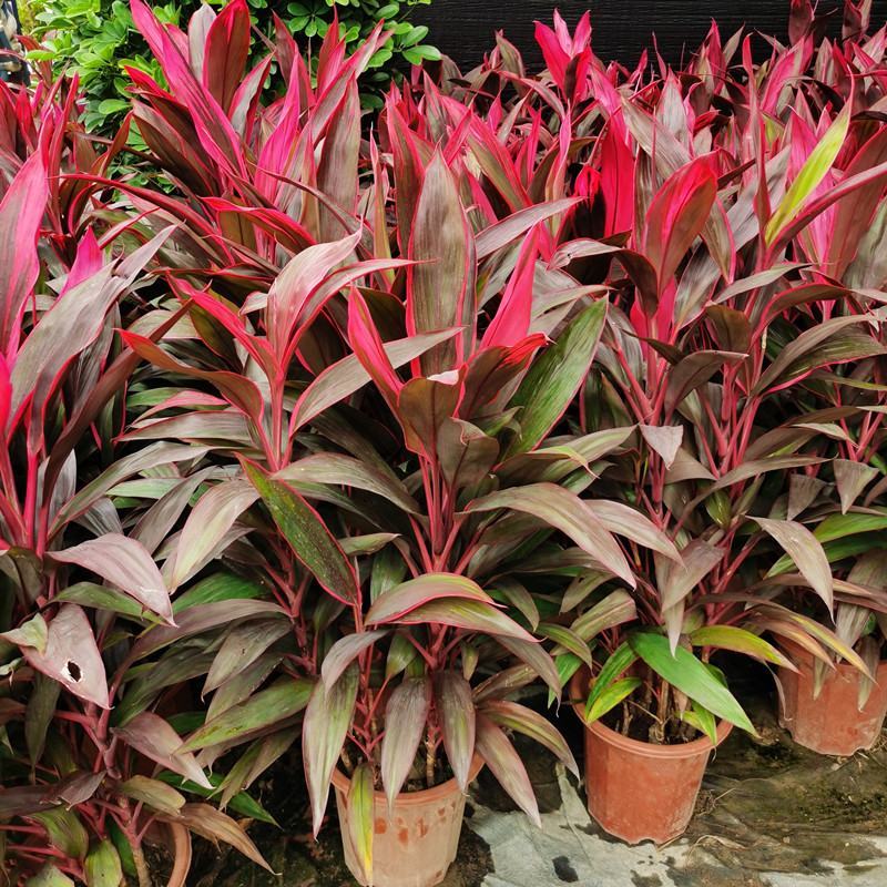 朱蕉红叶植物盆栽富贵竹红铁紫竹庭院绿植可水培吸甲醇