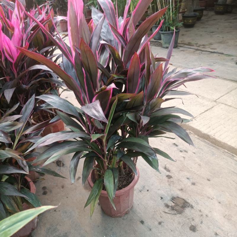 朱蕉红叶植物盆栽富贵竹红铁紫竹庭院绿植可水培吸甲醇