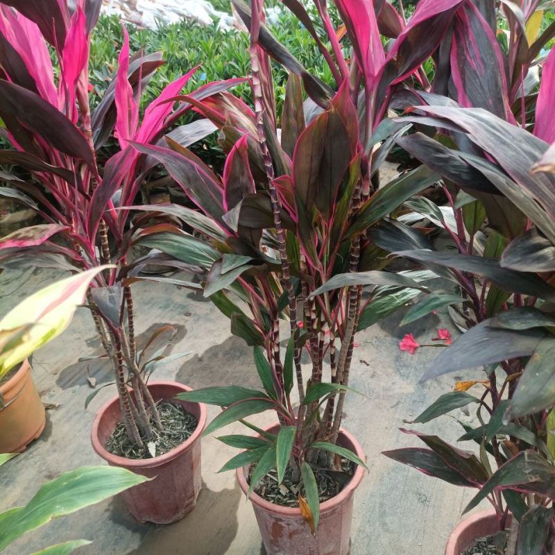 朱蕉红叶植物盆栽富贵竹红铁紫竹庭院绿植可水培吸甲醇