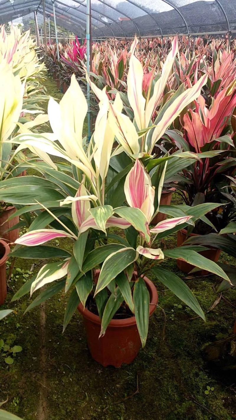 朱蕉红叶植物盆栽富贵竹红铁紫竹庭院绿植可水培吸甲醇