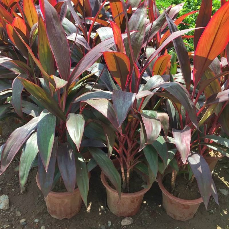 朱蕉红叶植物盆栽富贵竹红铁紫竹庭院绿植可水培吸甲醇