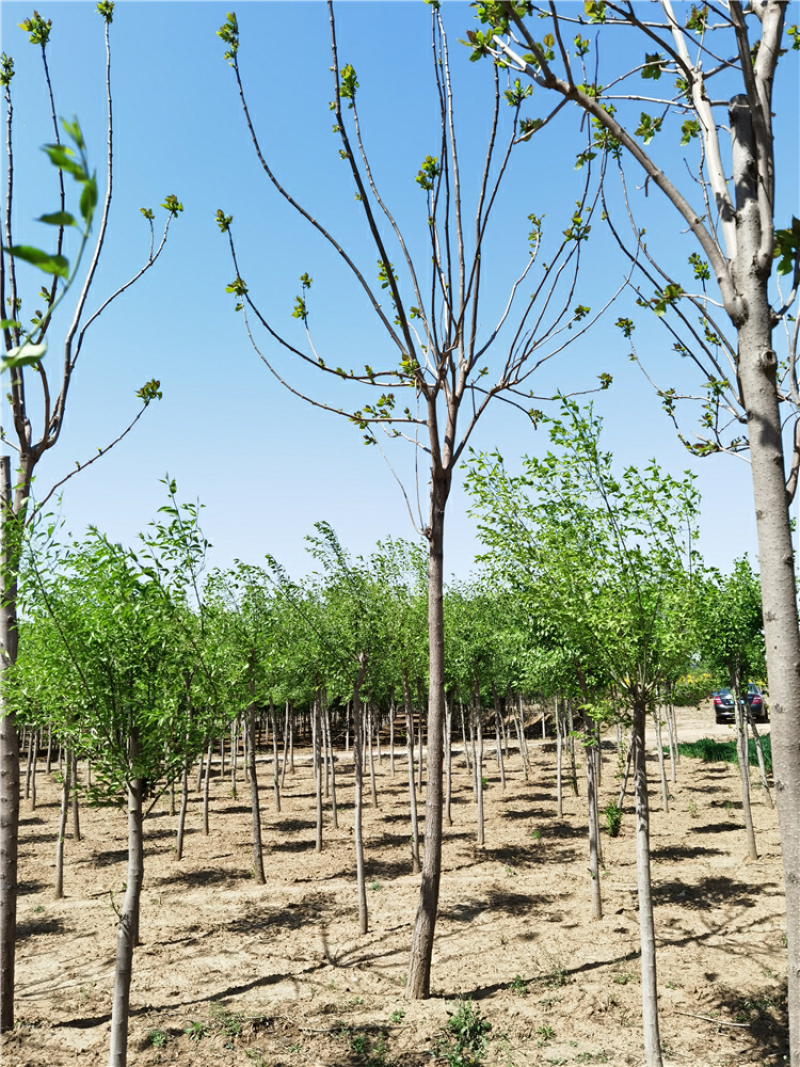 河北保定梓树6-15公分梓树质量好发货快