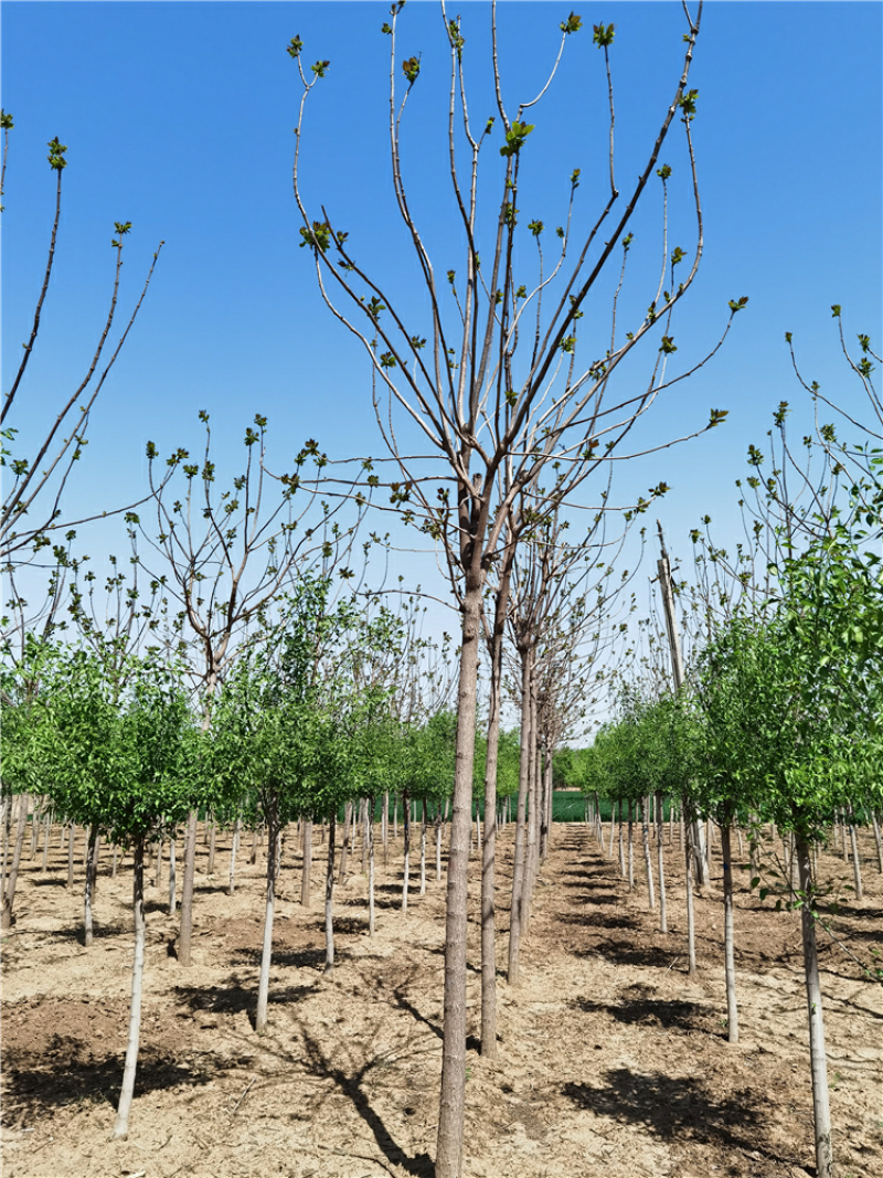 河北保定梓树6-15公分梓树质量好发货快