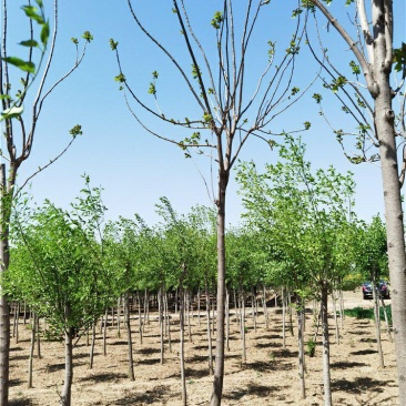 河北保定梓树6-15公分梓树质量好发货快