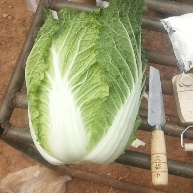 精品娃娃菜，货源充足，价格美丽，需要的老板赶紧下单，拉去