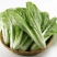 杭白菜水白五号菜小白菜奶白菜精品快菜毛白菜产地一手货源