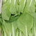 杭白菜水白五号菜小白菜奶白菜精品快菜毛白菜产地一手货源