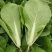 杭白菜水白五号菜小白菜奶白菜精品快菜毛白菜产地一手货源