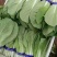 杭白菜水白五号菜小白菜奶白菜精品快菜毛白菜产地一手货源