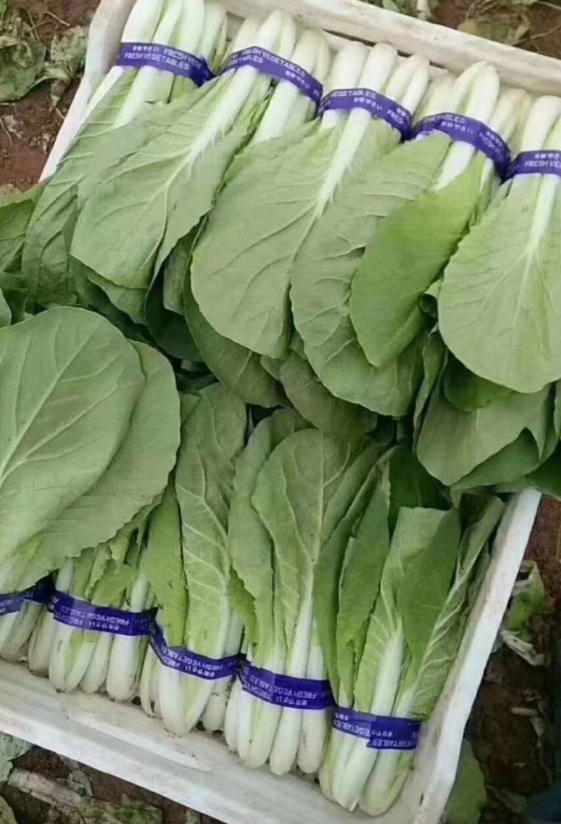 杭白菜水白五号菜小白菜奶白菜精品快菜毛白菜产地一手货源