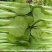 杭白菜水白五号菜小白菜奶白菜精品快菜毛白菜产地一手货源