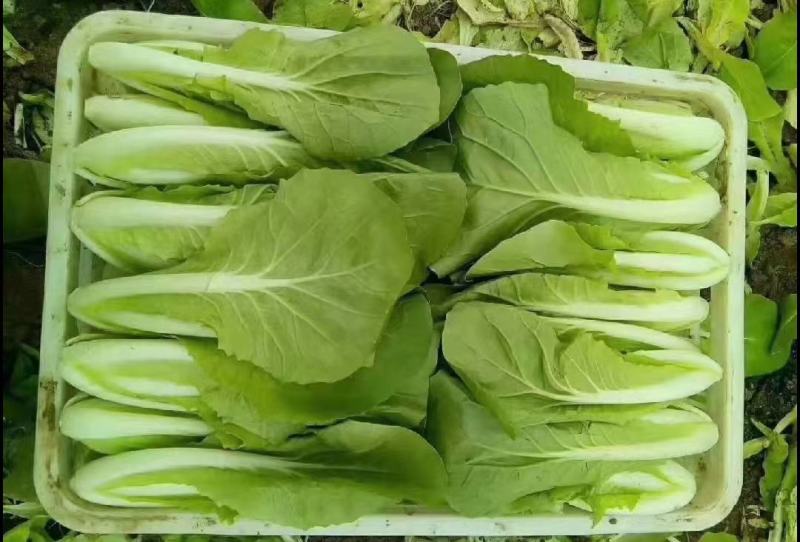 杭白菜水白五号菜小白菜奶白菜精品快菜毛白菜产地一手货源