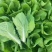 杭白菜水白五号菜小白菜奶白菜精品快菜毛白菜产地一手货源