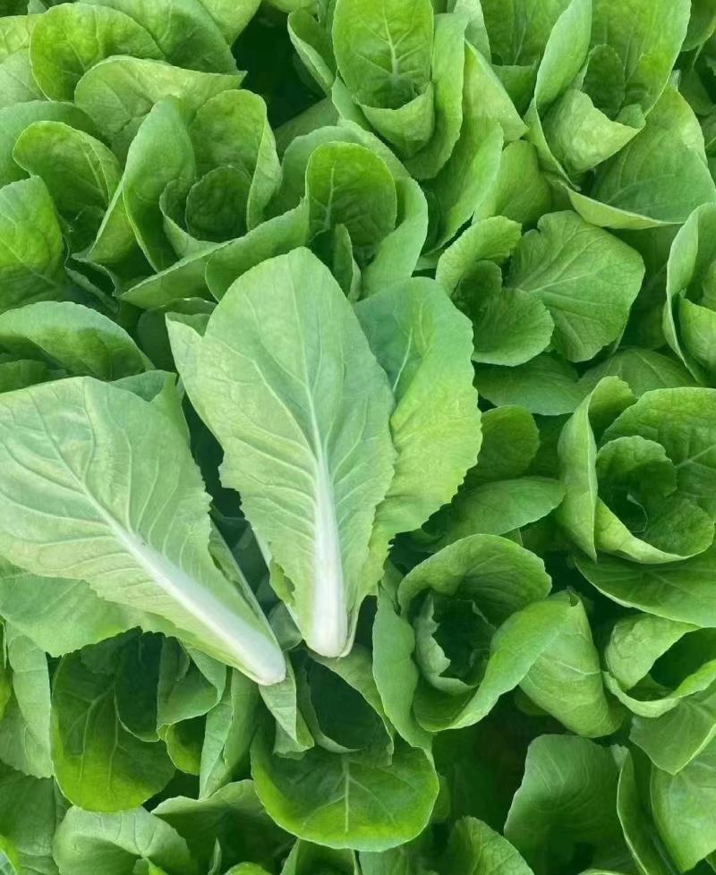 杭白菜水白五号菜小白菜奶白菜精品快菜毛白菜产地一手货源