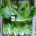 杭白菜水白五号菜小白菜奶白菜精品快菜毛白菜产地一手货源