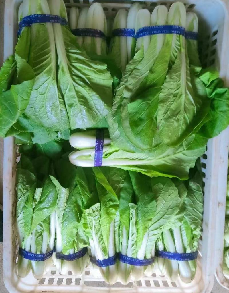 杭白菜水白五号菜小白菜奶白菜精品快菜毛白菜产地一手货源